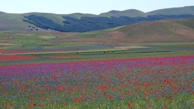 Photo of La fioritura a Castelluccio di Norcia è uno spettacolo di colori e natura