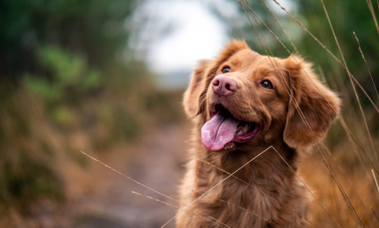 Photo of Animali a quattro zampe sempre più viziati