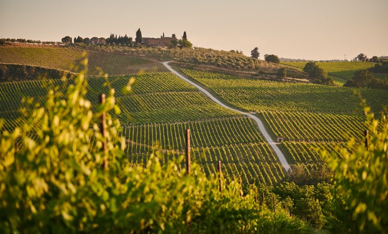 Photo of “Enologia leggera” per il vino sostenibile del futuro